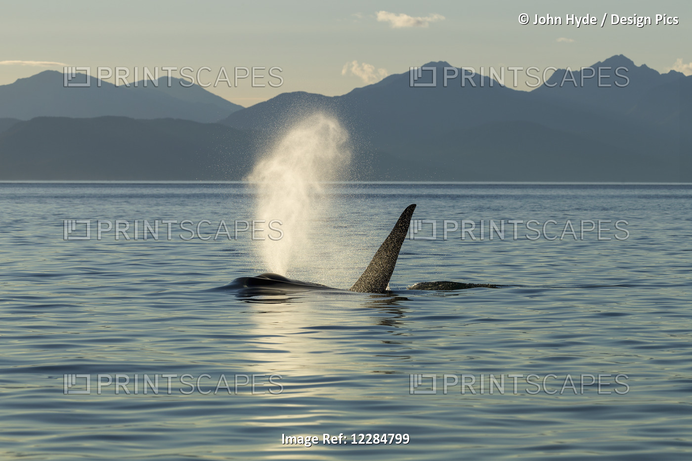 A Mature Male Orca (Killer Whale) Surfaces In Lynn Canal On A Summer Evening, ...