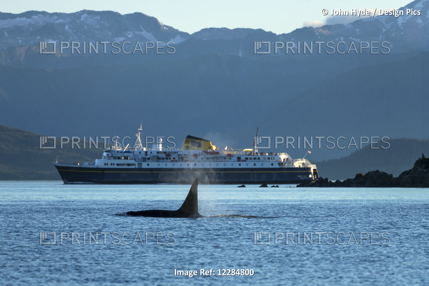A Mature Male Orca Whale (Killer Whale) Surfaces In Lynn Canal As An Alaska ...