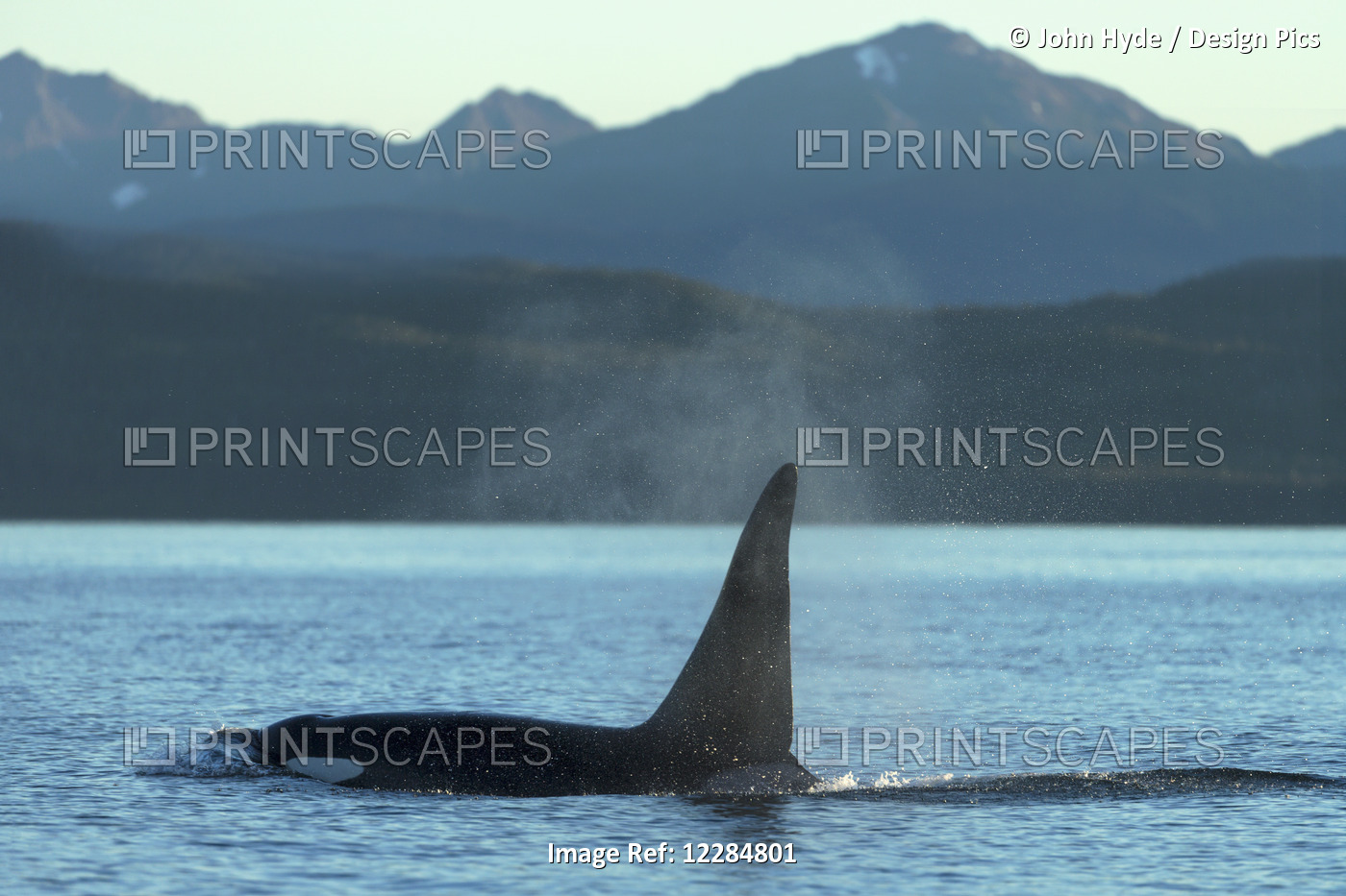 A Mature Male Orca Whale (Killer Whale) Surfaces In Lynn Canal, Southeast ...