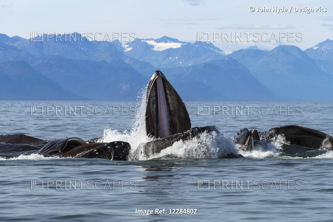 Humpback Whales Lunge Feed In Lynn Canal For Herring With Chilkat Mountains In ...