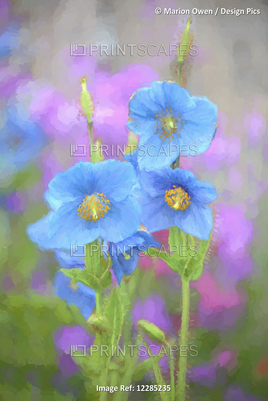 Blue Poppy (Meconopsis Grandis) Growing In An Alaska Garden; Kodiak, Alaska, ...