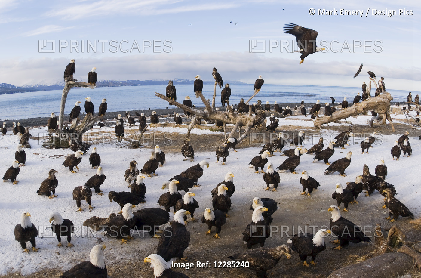 Bald Eagles On Beach On Homer Spit, Kenai Peninsula, Southcentral Alaska