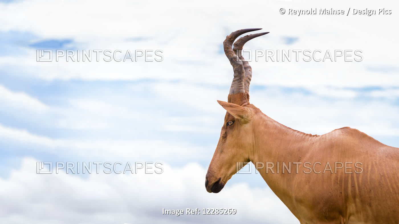 High Shouldered And A Somewhat Awkward Looking Antelope With A Long Pointed ...