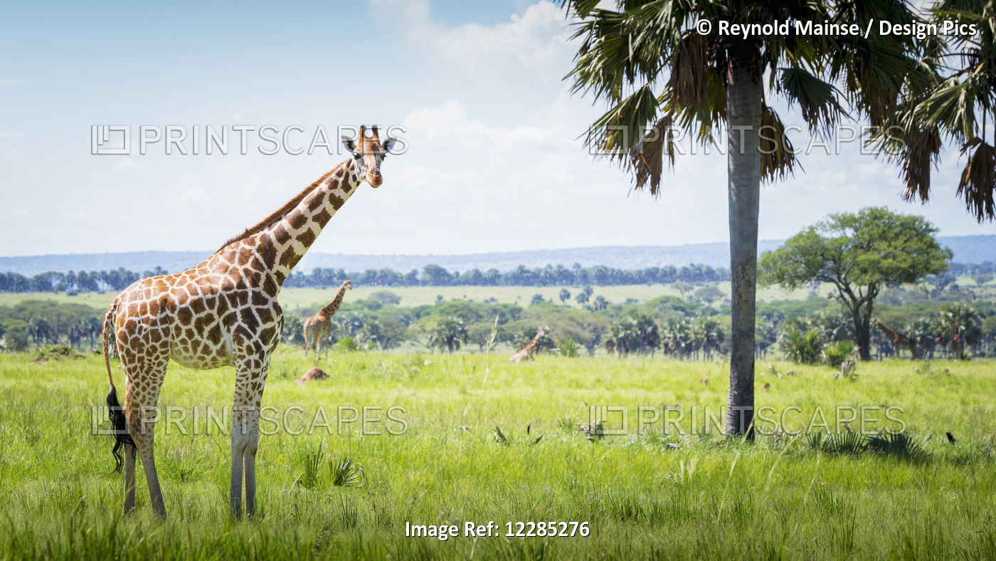 Giraffe (Giraffa Camelopardalis), Murchison Falls National Park; Uganda