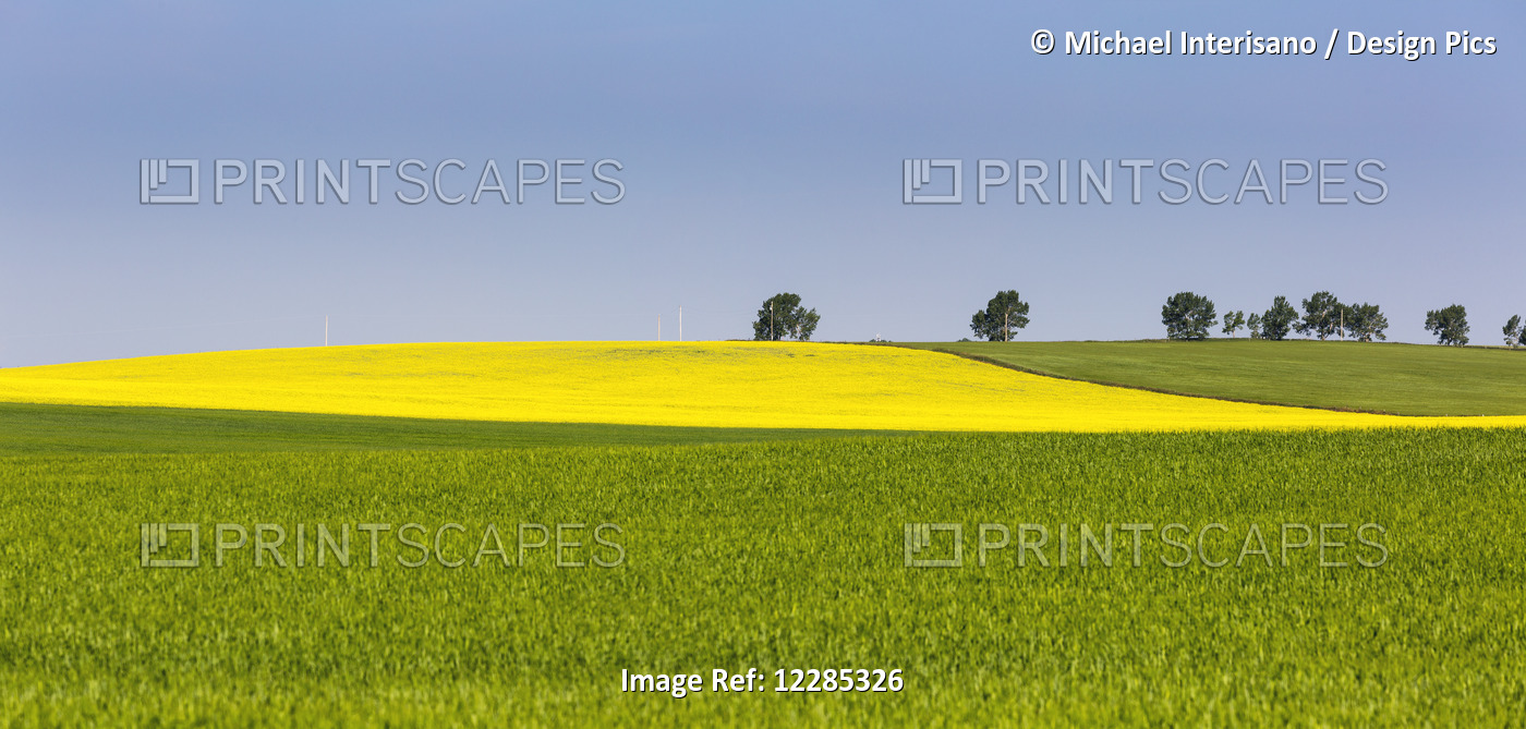 A Flowering Canola Field Framed By Green Fields With Trees And Blue Sky; Acme, ...