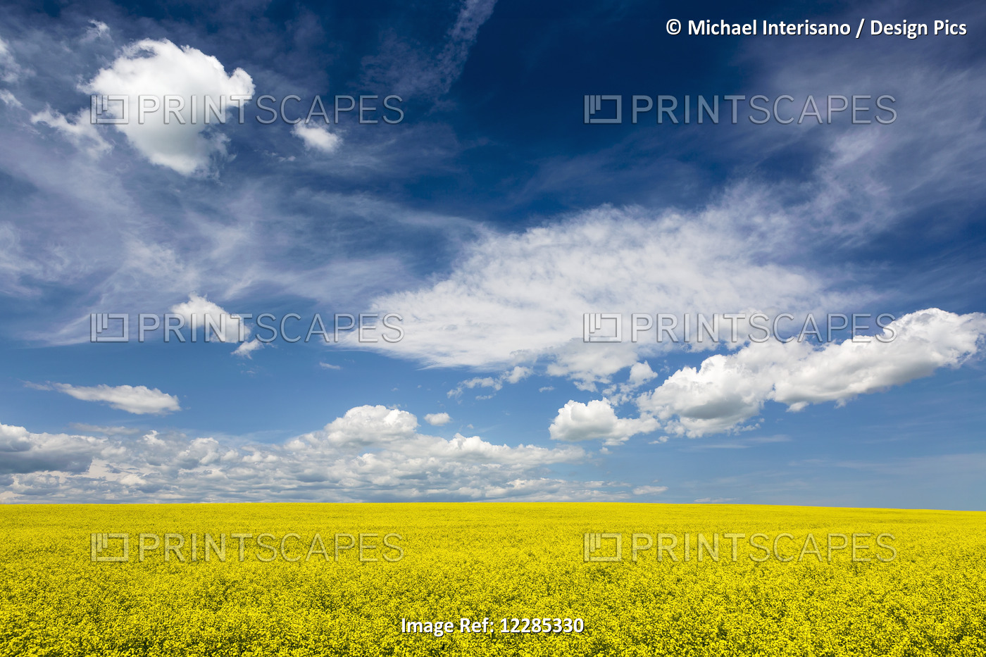 Flowering Canola Field With Clouds And Blue Sky; Alberta, Canada