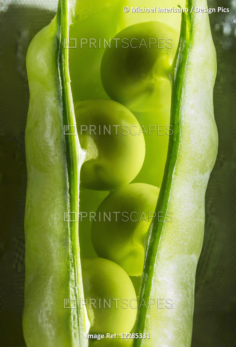 Close Up Of Peas In A Pea Pod; Calgary, Alberta, Canada