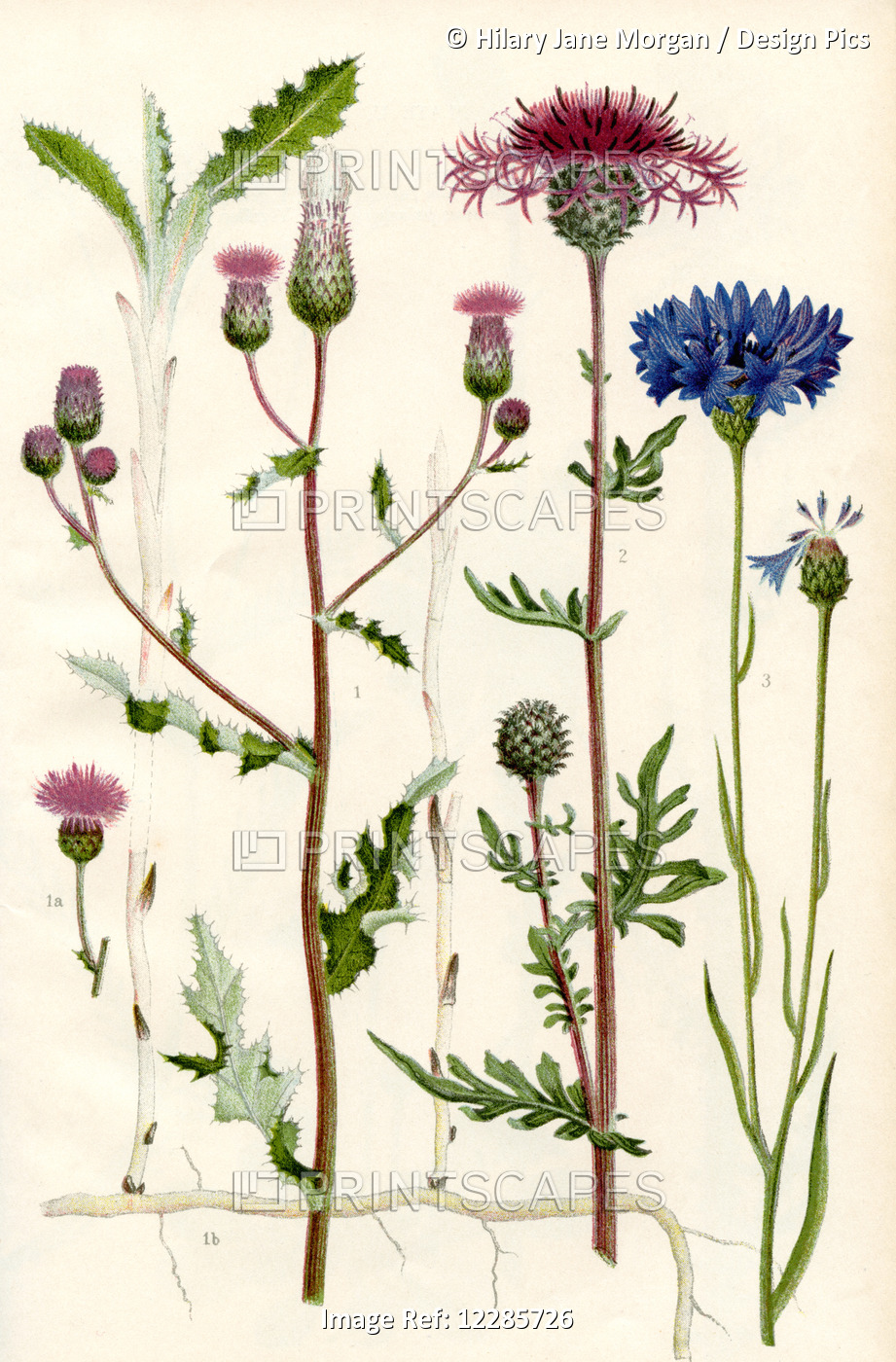 Wildflowers. 1. Creeping Thistle 1a. Creeping Root And Underground Stems Of The ...