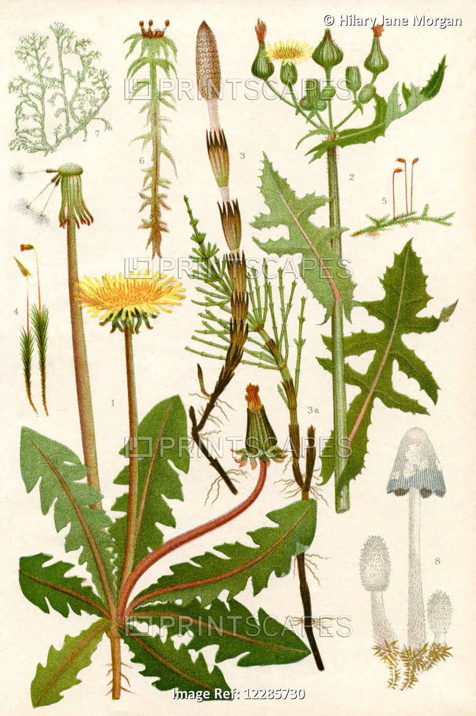 Wildflowers. 1. Dandelion 2. Rough Sowthistle 3. Common Horsetail 3a. Barren ...