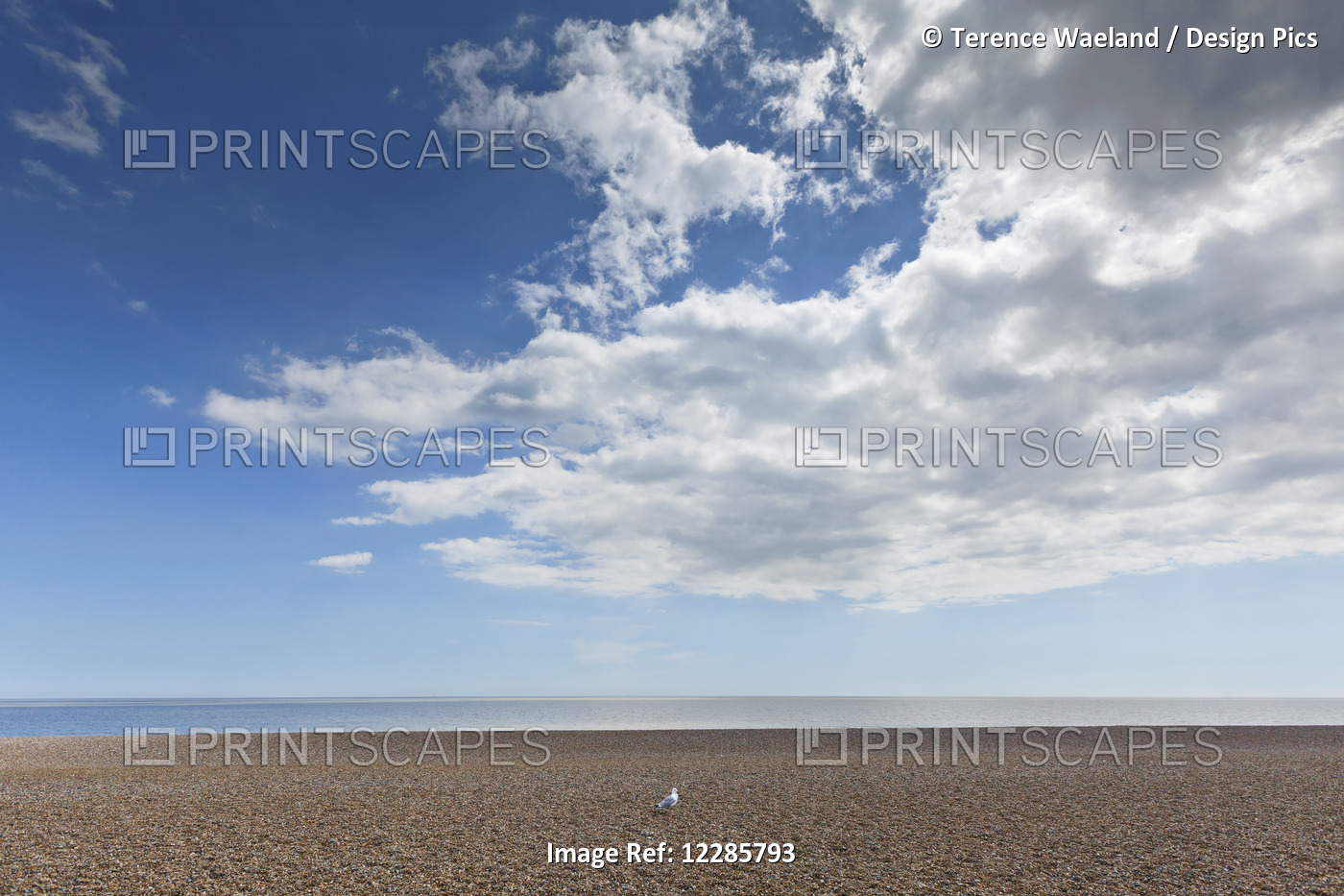 Lone Bird On An Empty Beach With Blue Sky And Cloud Over The Ocean; Aldeburgh, ...