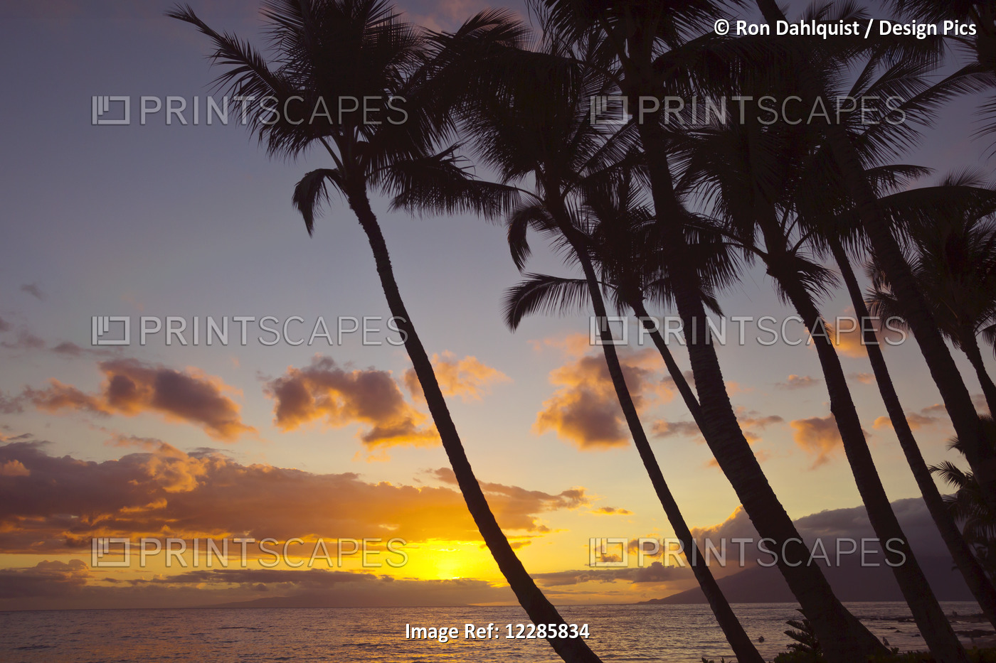 Sunset And Silhouette Of Palm Trees; Keawekapu, Wailea, Maui, Hawaii, United ...