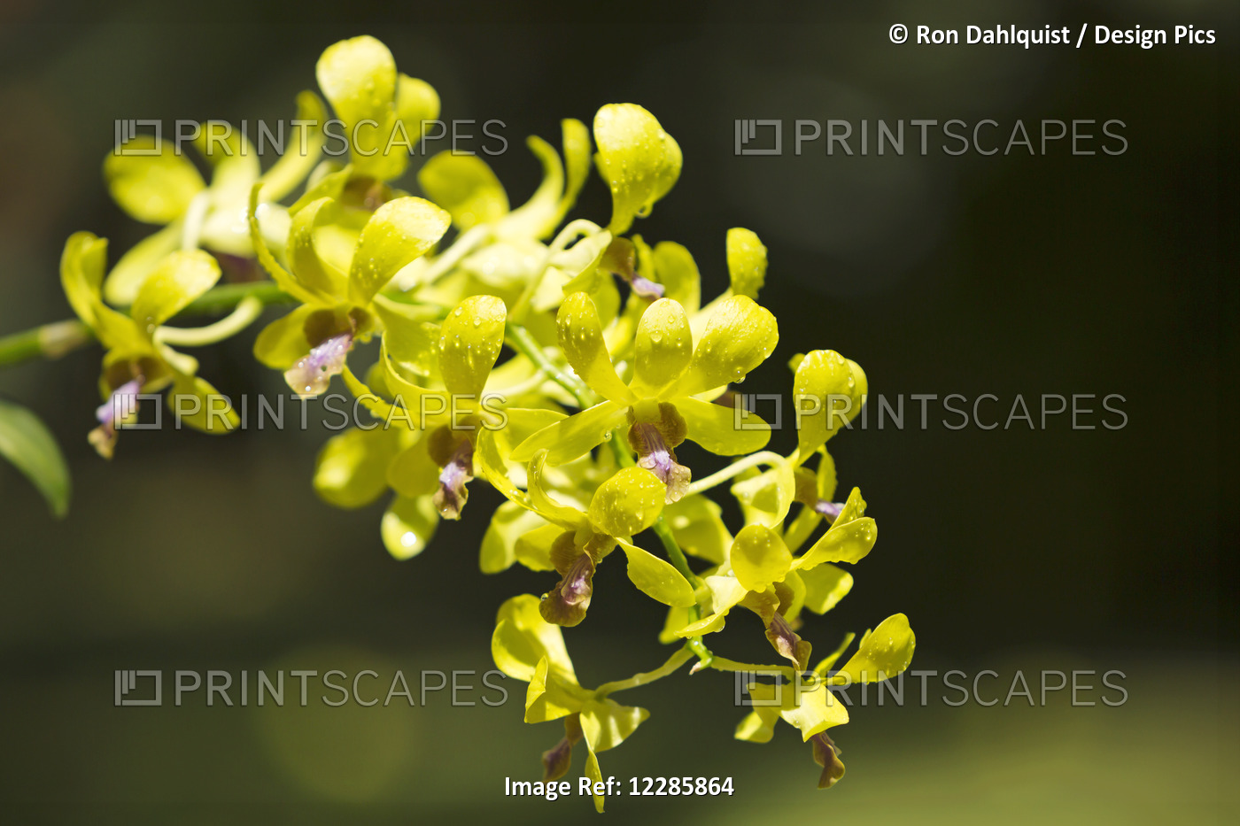 Yellow Dendrobium Orchids; Hawaii, United States Of America