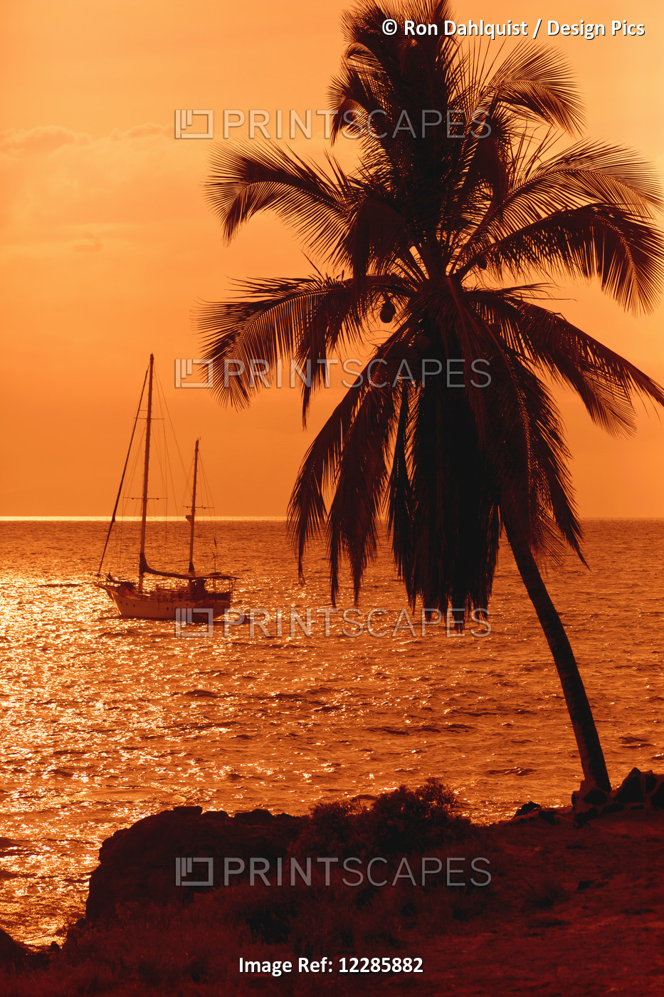 Sailboat And Palm Tree At Sunset; Kihei, Maui, Hawaii, United States Of America