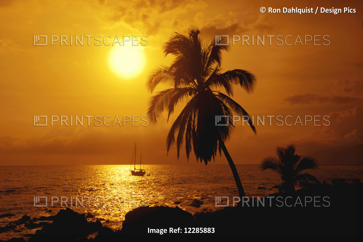 Sailboat And Palm Tree At Sunset; Kihei, Maui, Hawaii, United States Of America
