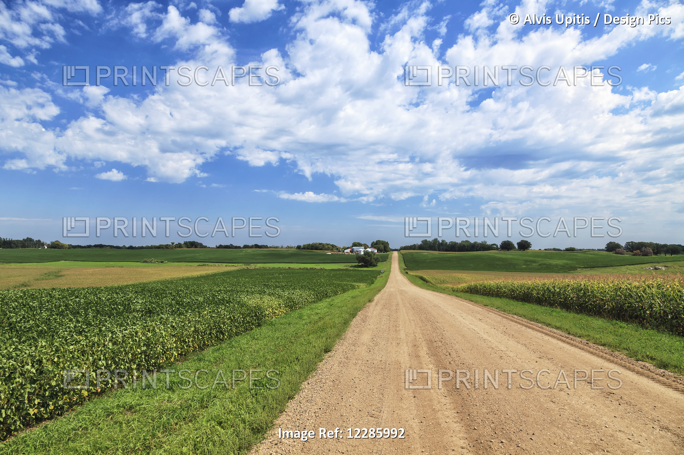 Dirt County Road Through Soybean And Corn Crops; Richmond, Minnesota, United ...