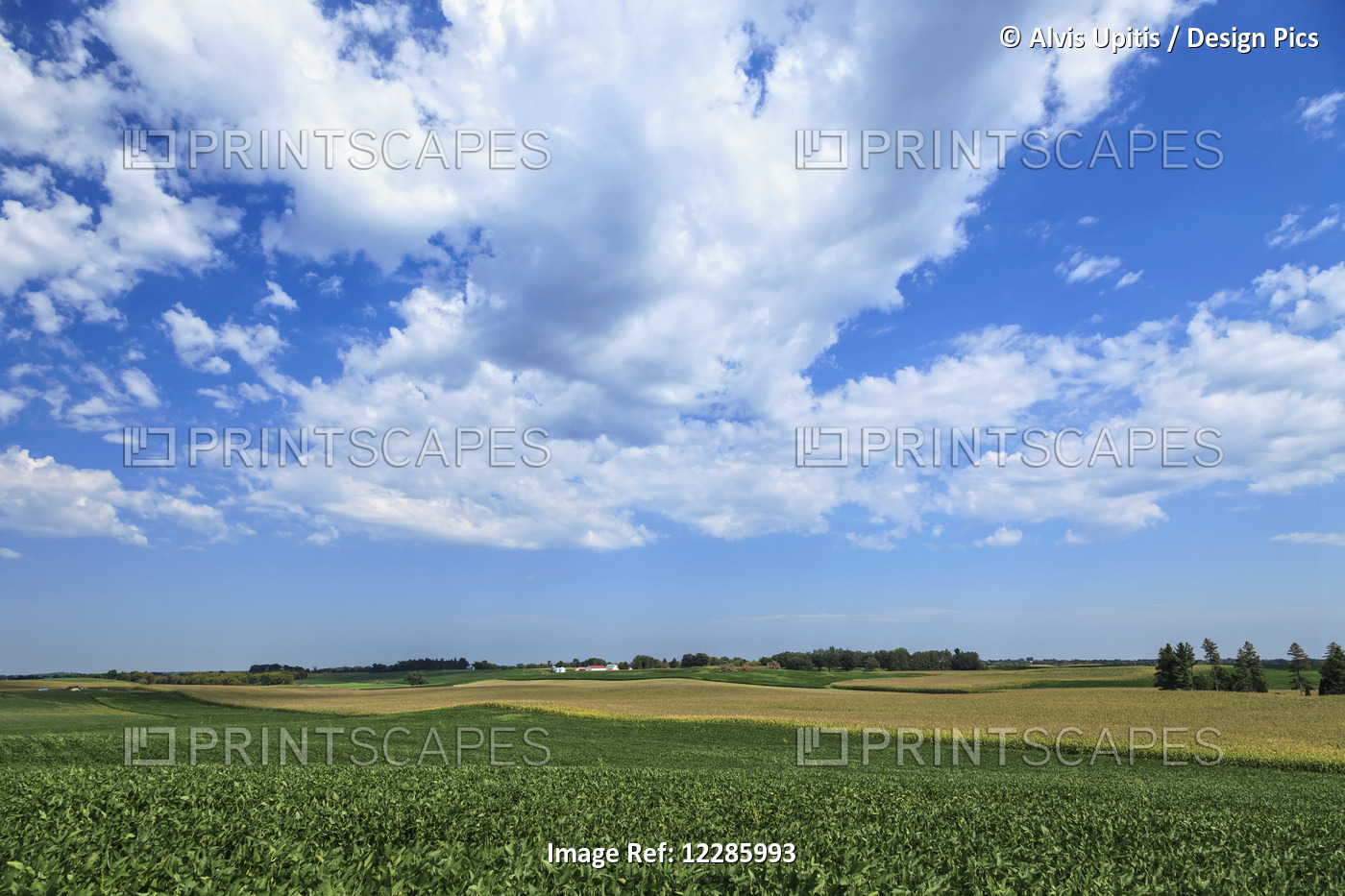 Soybean And Corn Fields In Central Minnesota; Richmond, Minnesota, United ...