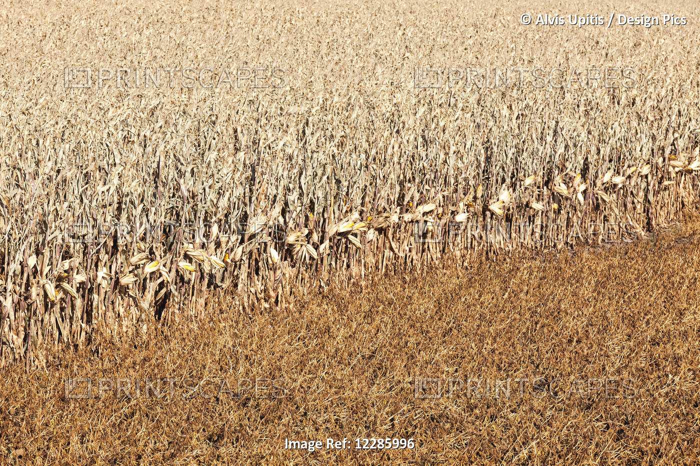 Corn And Soybeans Ready For Harvest In Southeast Minnesota; Byron, Minnesota, ...