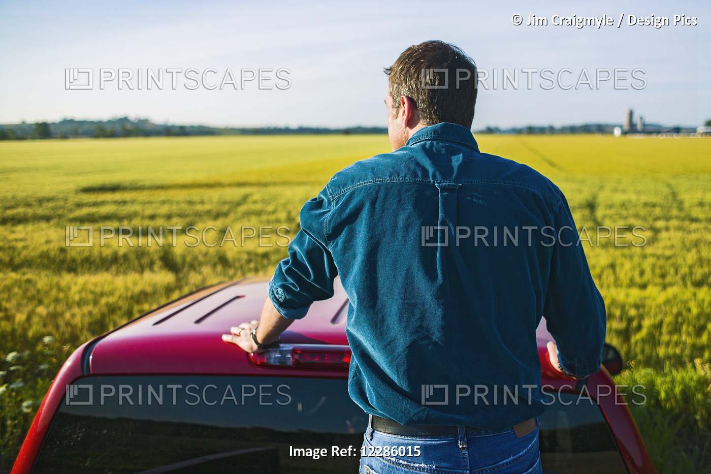 Farmer Standing In Back Of Pickup Truck Looking At Barley Field; Bradford, ...