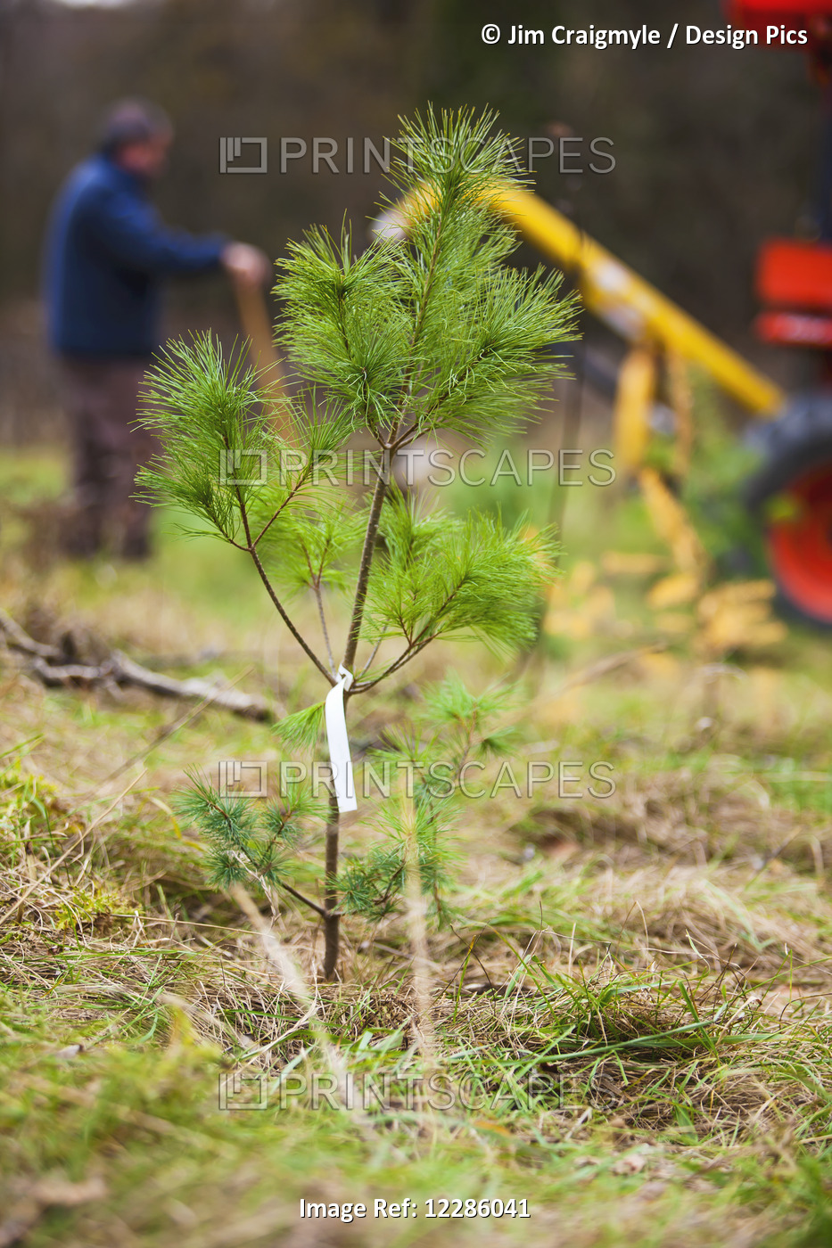 Planting White Pine And Other Trees And Shrubs Along Scanlon Creek; Bradford, ...