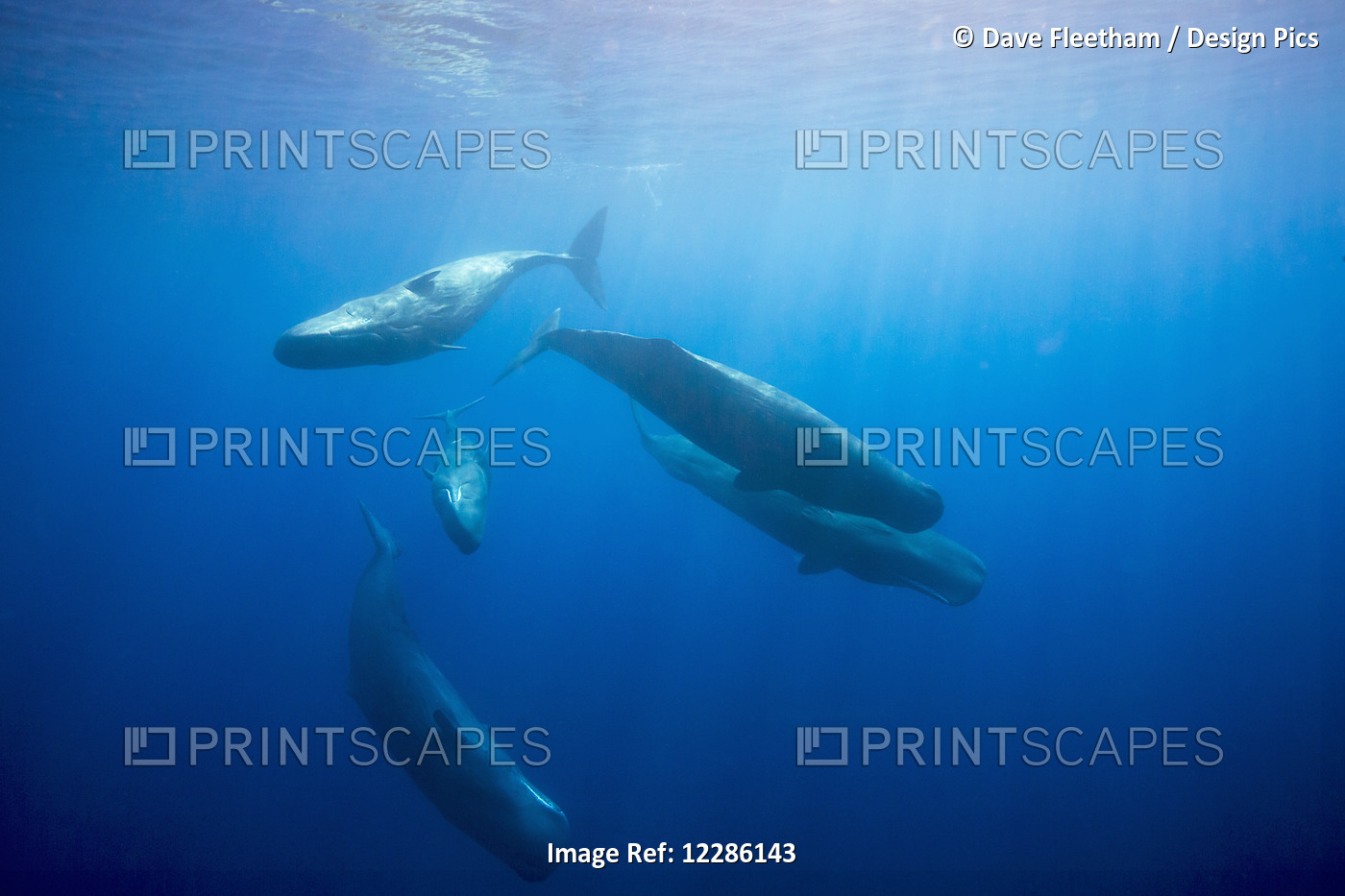Sperm Whale (Physeter Macrocephalus) In The Indian Ocean; Sri Lanka