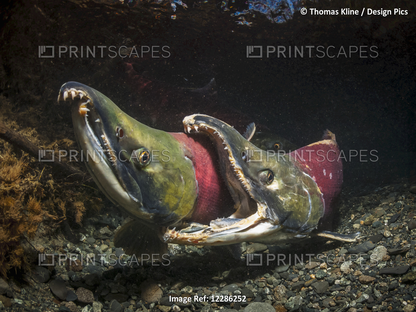 Male Sockeye Salmon displaying gaping threat posture