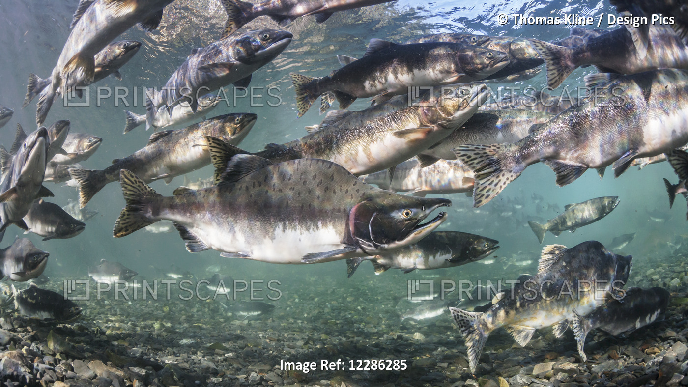 Pink and Chum salmon  spawning migration