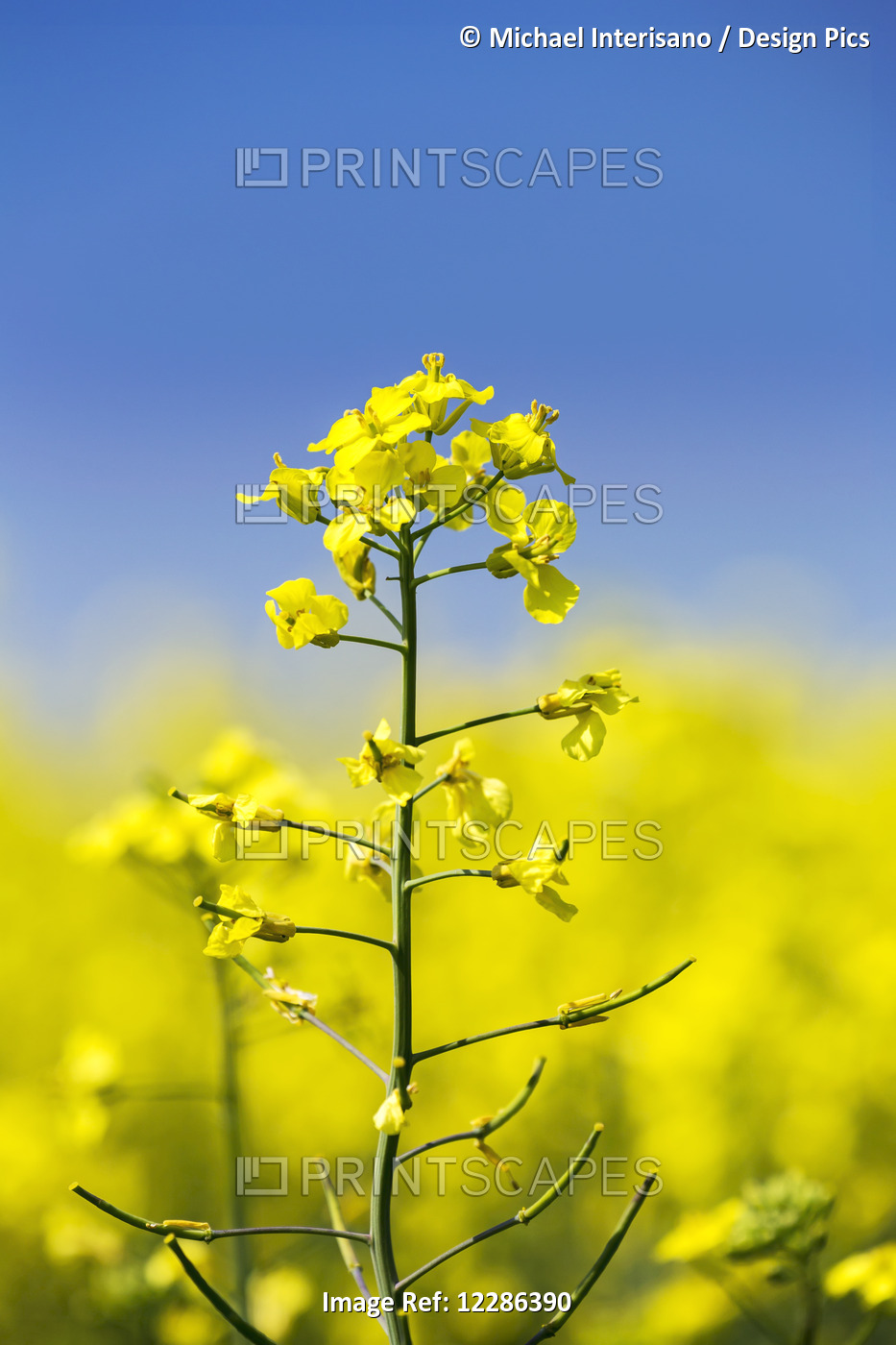 Close Up Of Flowering Canola Plant With Blue Sky; Acme, Alberta, Canada