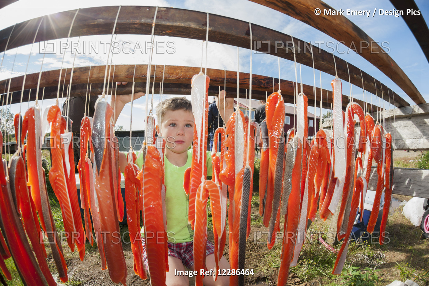 Boy Looking At Drying Rack Of Salmon At Fish Camp In Bristol Bay, Southwest ...