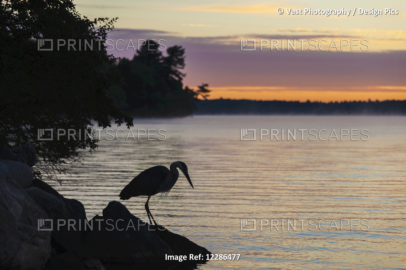 Blue Heron By Balsam Lake At Sunrise; Ontario, Canada