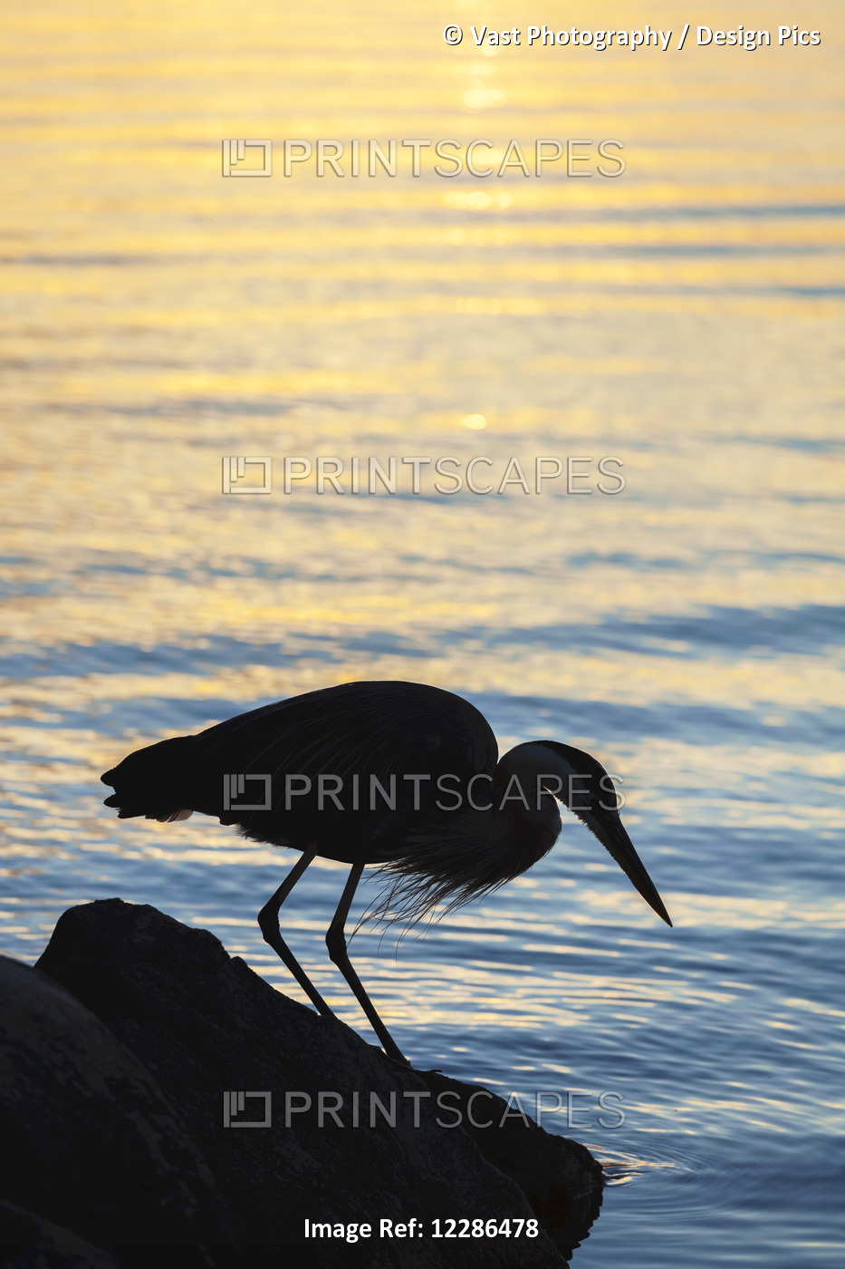 Blue Heron By Balsam Lake At Sunrise; Ontario, Canada
