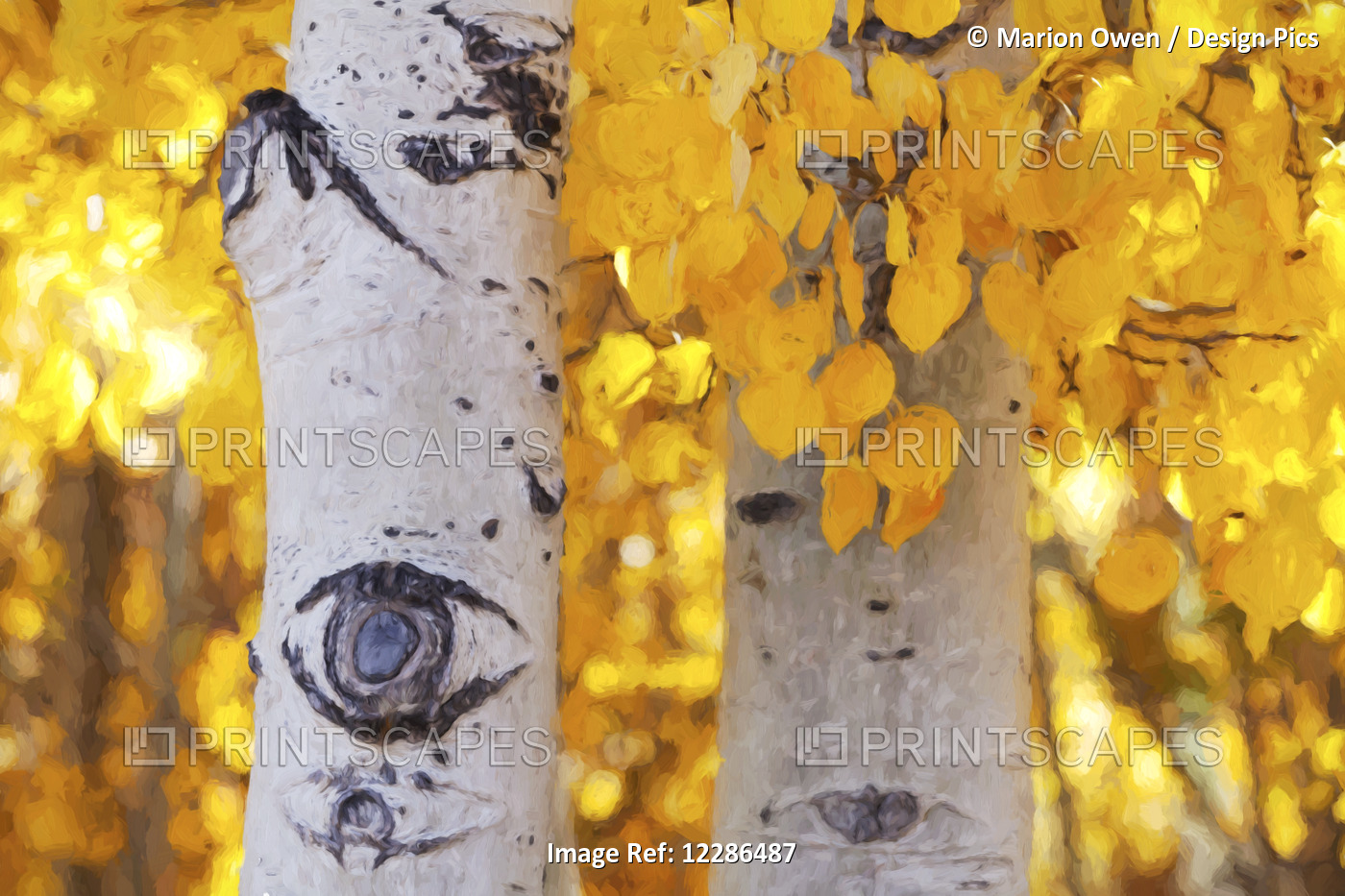 Aspen Trees With Golden Yellow Leaves Lit With Bright, Angled Sunlight And ...