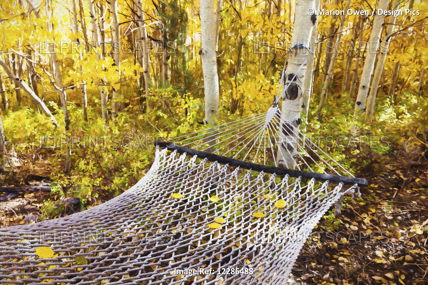 Classic Hammock Invites Visitors To Relax Among Aspen Trees In Bright Autumn ...