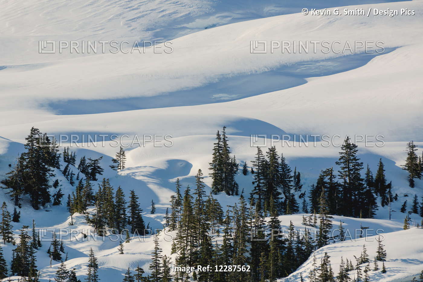 Evergreen Trees In A Snowy Landscape High Above Kings Bay, Prince William ...