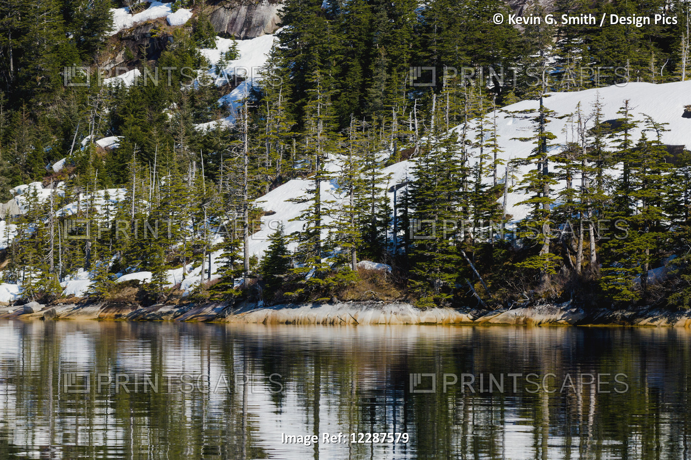Snow And Evergreen Trees At The Water's Edge, Prince William Sound; Alaska, ...