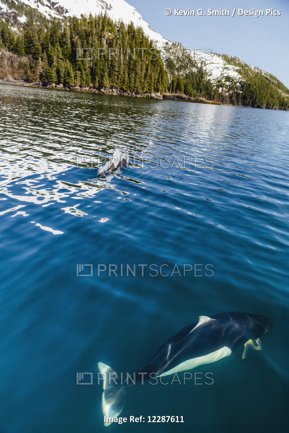 Dall's Porpoises Swimming At The Surface Of The Ocean, Prince William Sound, ...