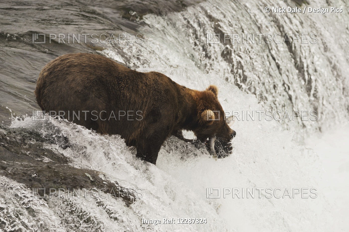 A Brown Bear (Ursus Arctos) Standing At The Top Of The Waterfall And Holding A ...