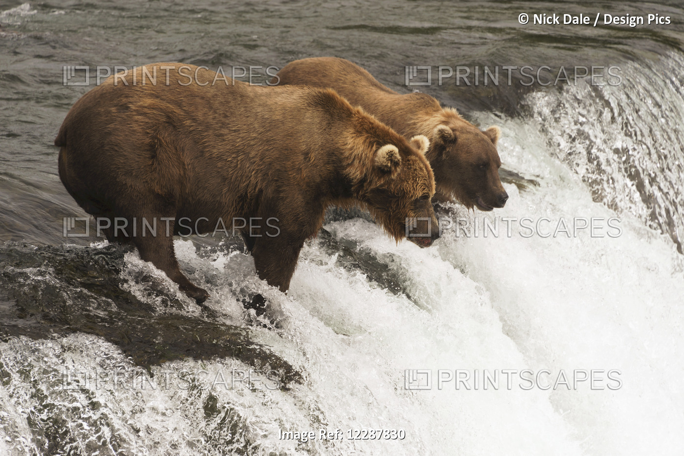 Two Brown Bears (Ursus Arctos) Staring Intently At The Water From The Top Of ...