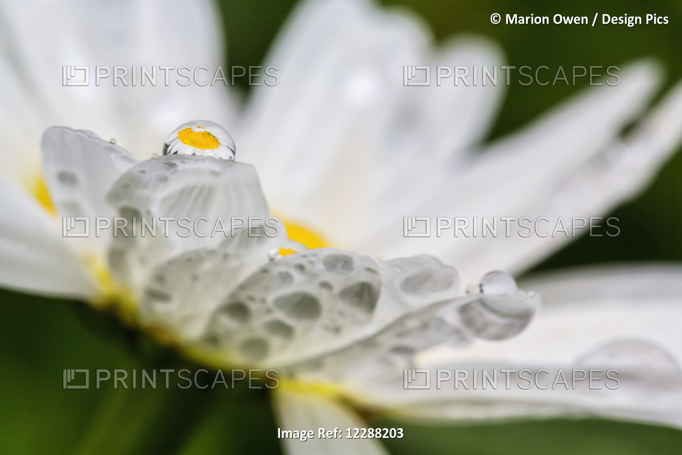 Close Up Of A Daisy With A Water Droplet Reflecting The Flower