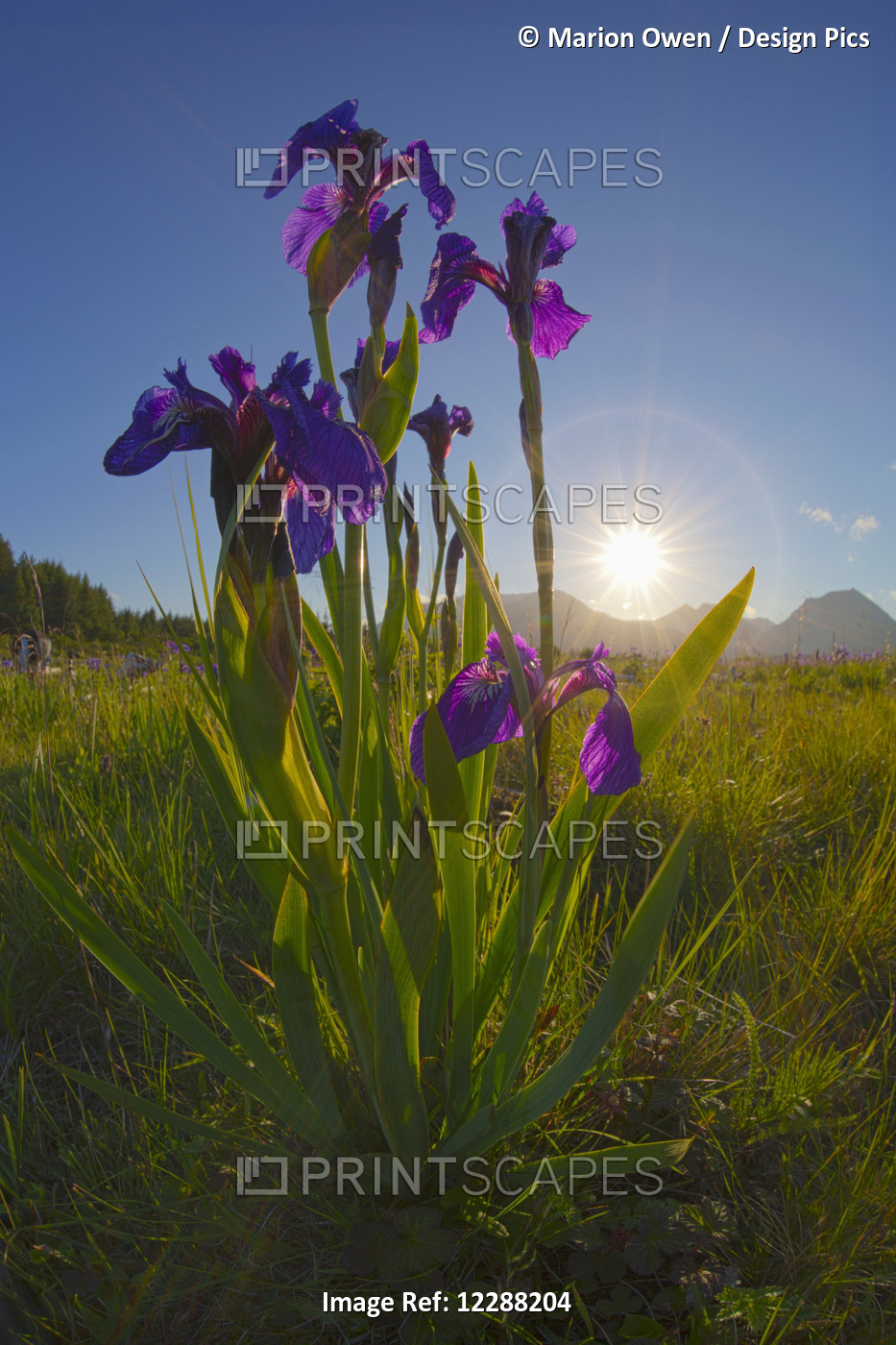 Sunburst Shines Through Clump Of Wild Iris, Pasagshak, Kodiak, Alaska, Summer.