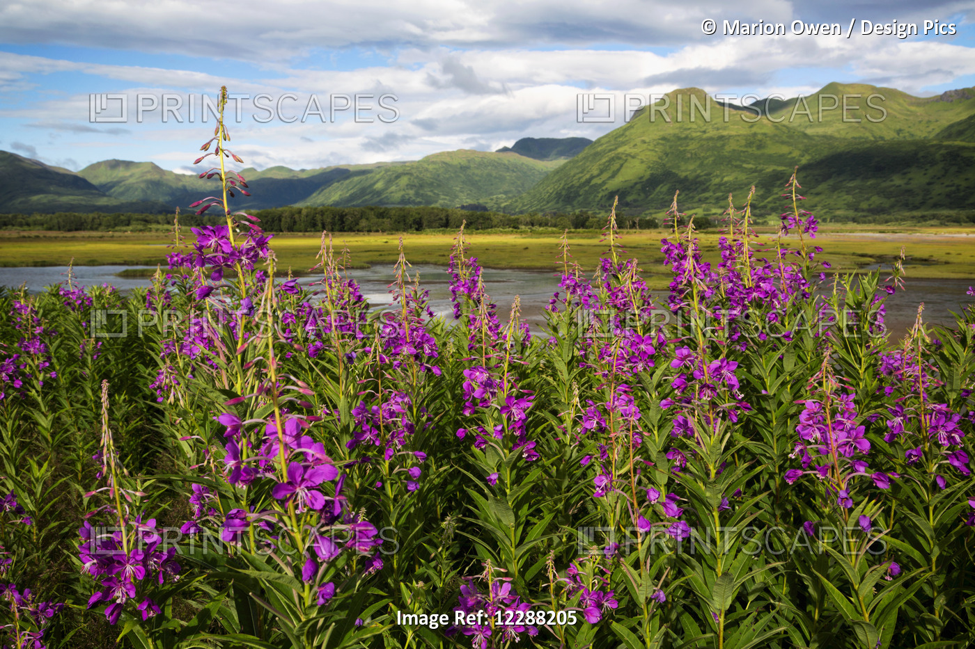 Scenic View Of Kodiak Island With Fireweed In The Foreground, Southwest Alaska, ...
