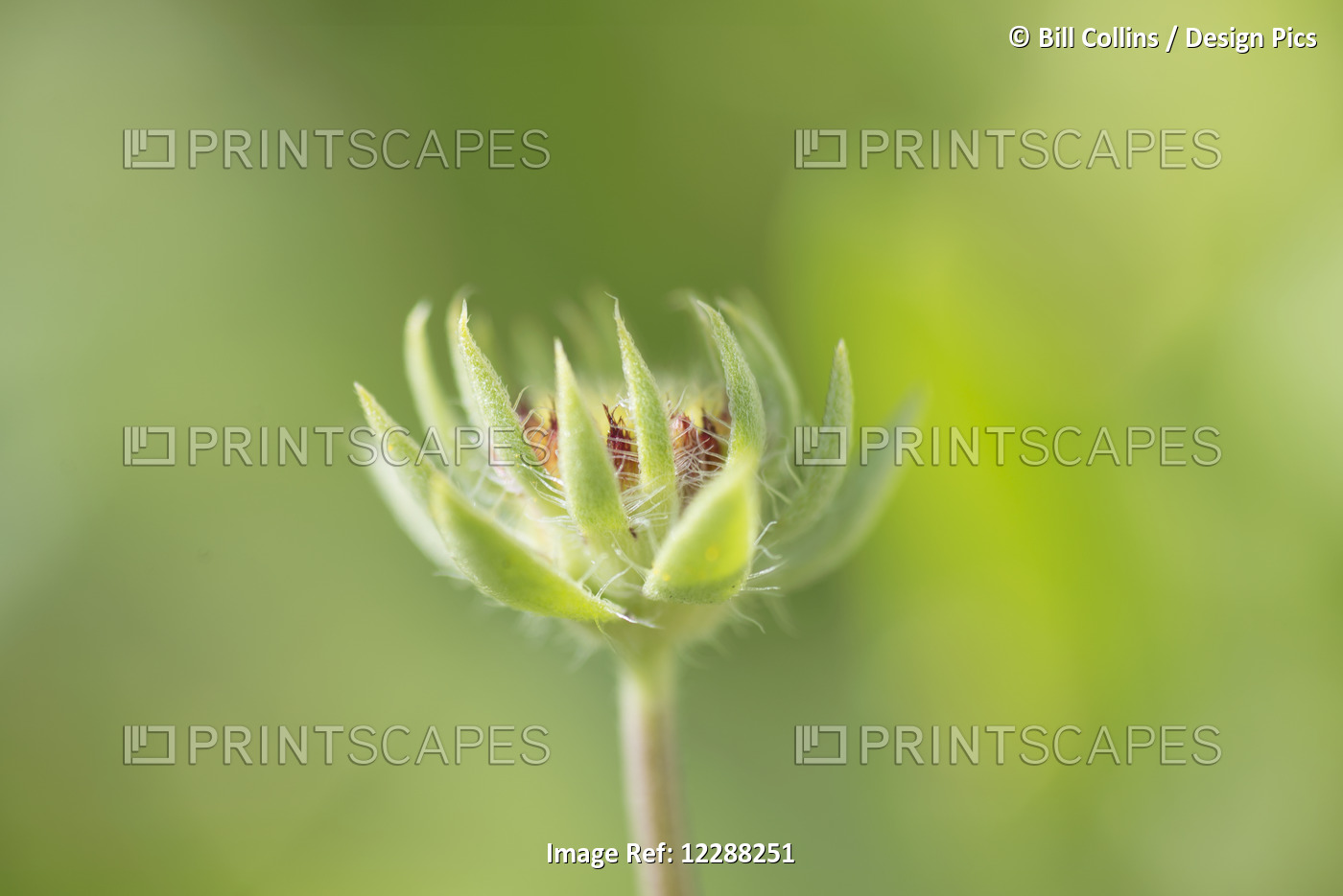 Close Up Of A Blossoming Flower With Green Background; Pitt Meadows, British ...
