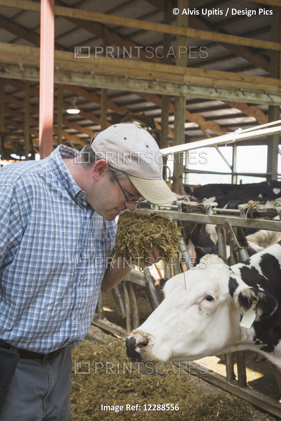 Agricultural Nutritionist With Holsteins Checks Corn Silage; Grantsburg, ...
