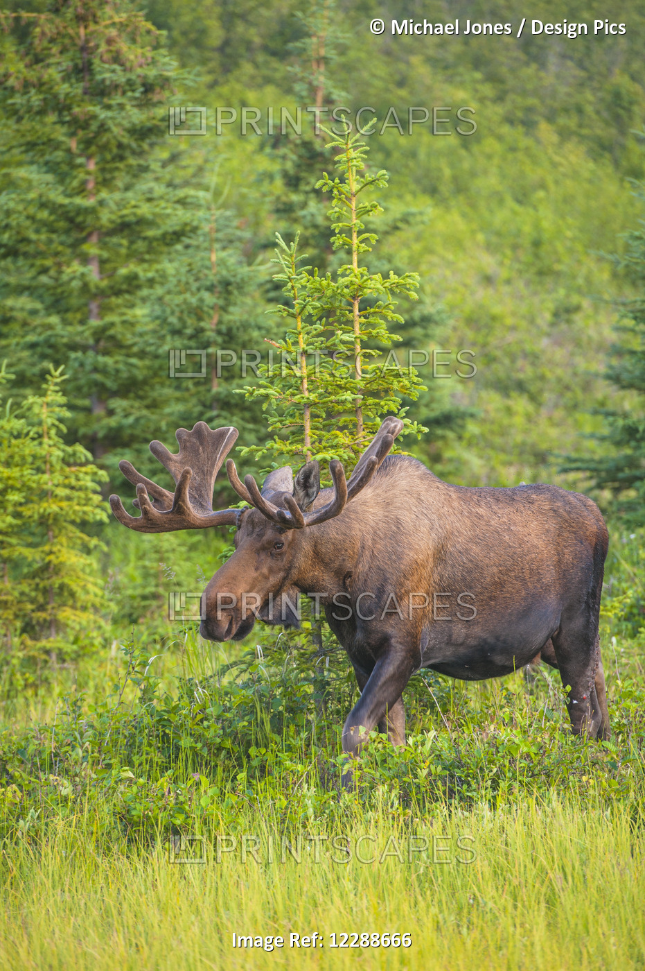 Bull Moose In Velvet, Kincaid Park, Anchorage, Southcentra Alaska, Summer