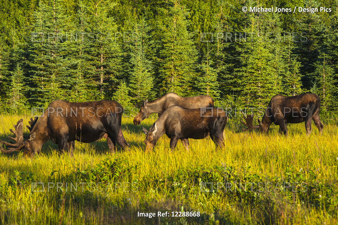 A Group Of Moose, Two Bulls And Two Cows, Feeding On On Grass In Kincaid Park, ...