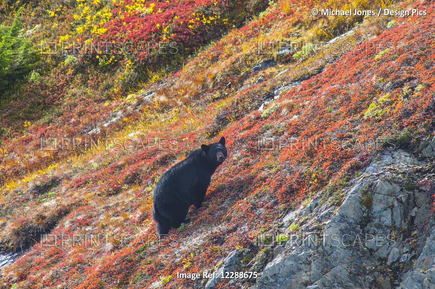 Black Bear (Urus Americanus) Standing On A Colorful Autumn Hillside, Kenai ...