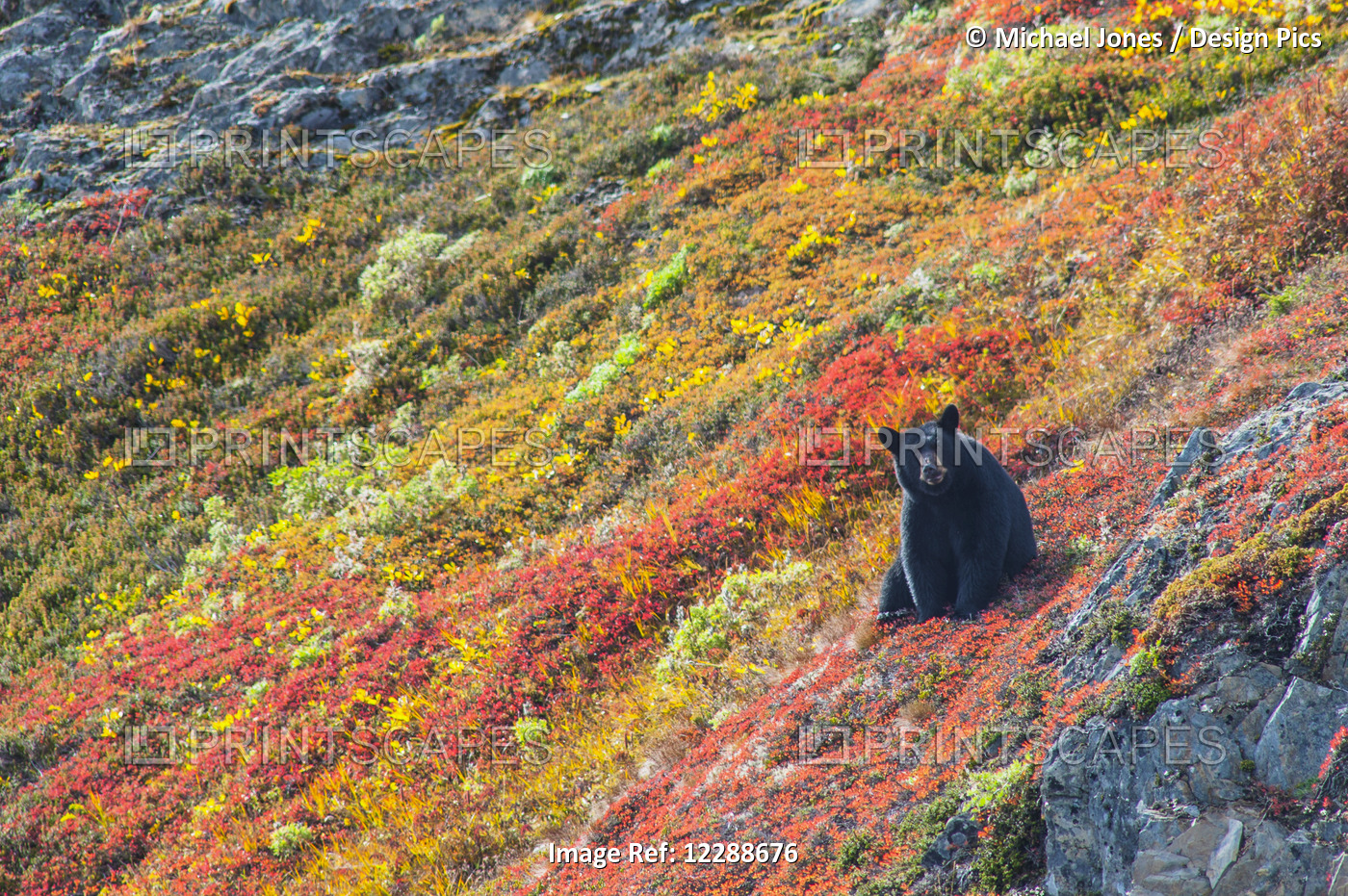 Black Bear (Urus Americanus) Sitting On A Colorful Autumn Hillside, Kenai ...