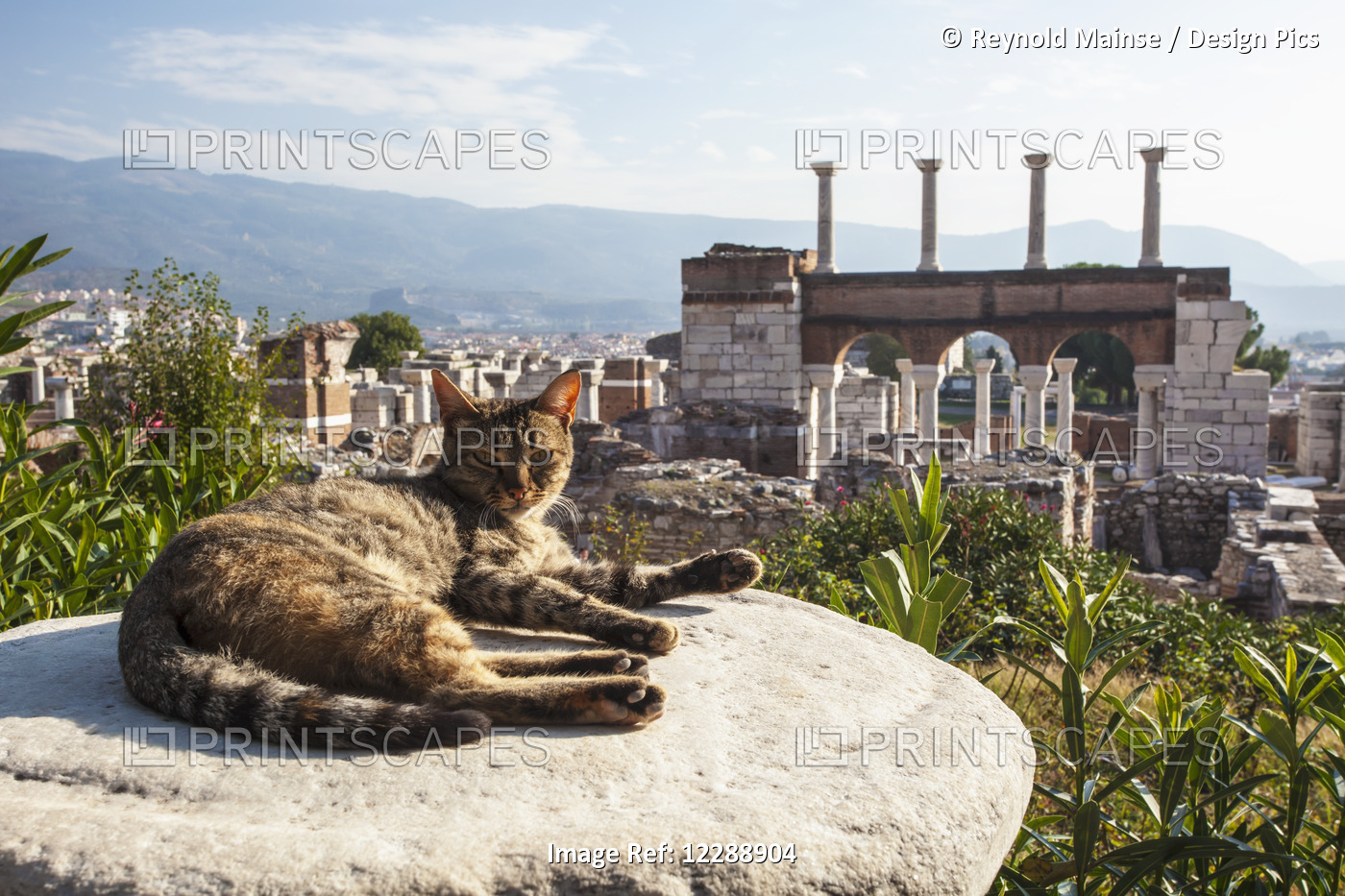 A Cat Lays In The Sun On A Rock At The Ruins Of Saint John's Basilica And The ...
