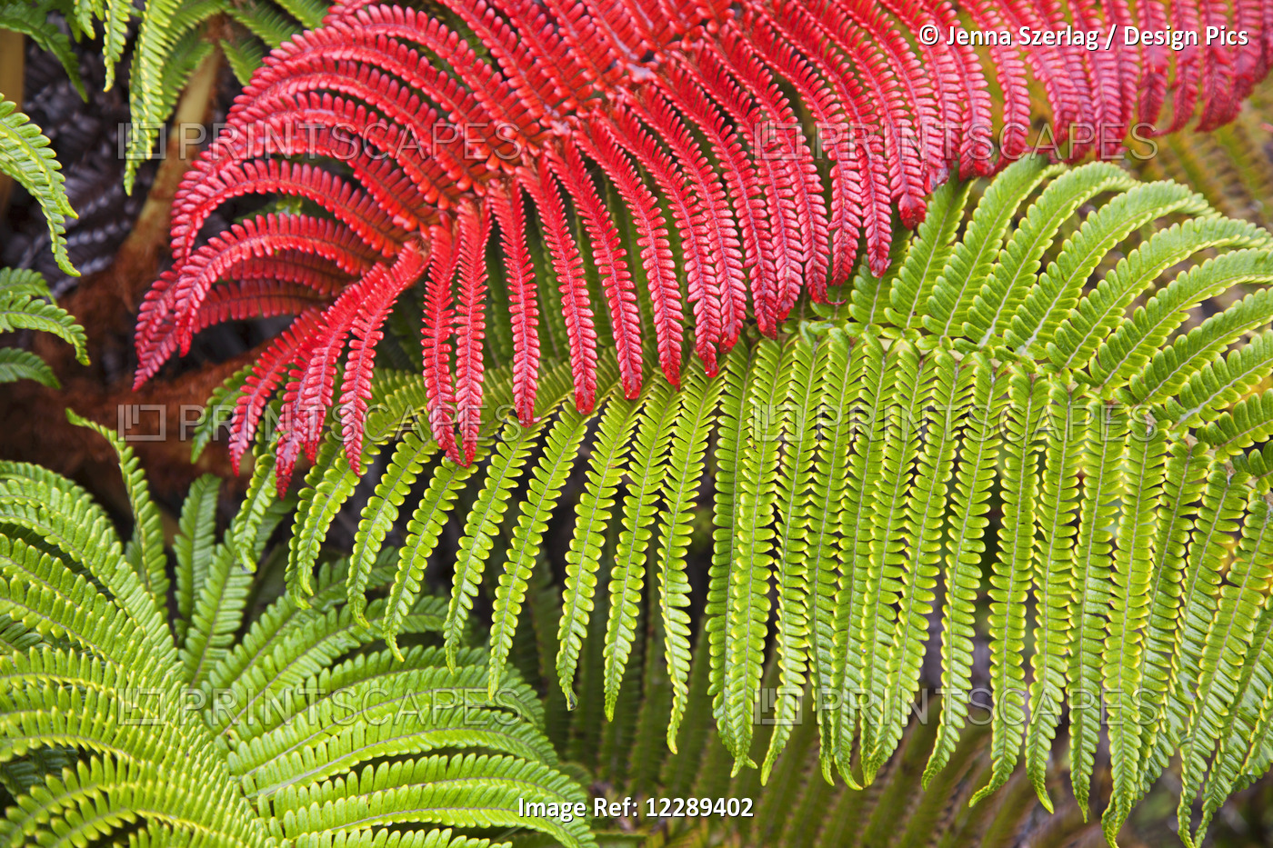 Native Ama'u Ferns; Haleakala, Maui, Hawaii, United States Of America