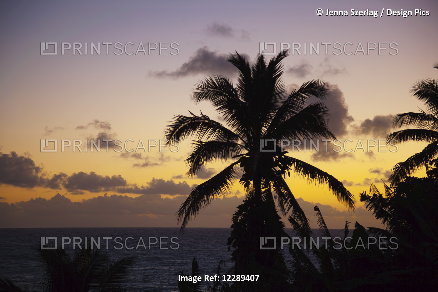 Silhouetted Palm Tree At Sunset; Hana, Maui, Hawaii, United States Of America