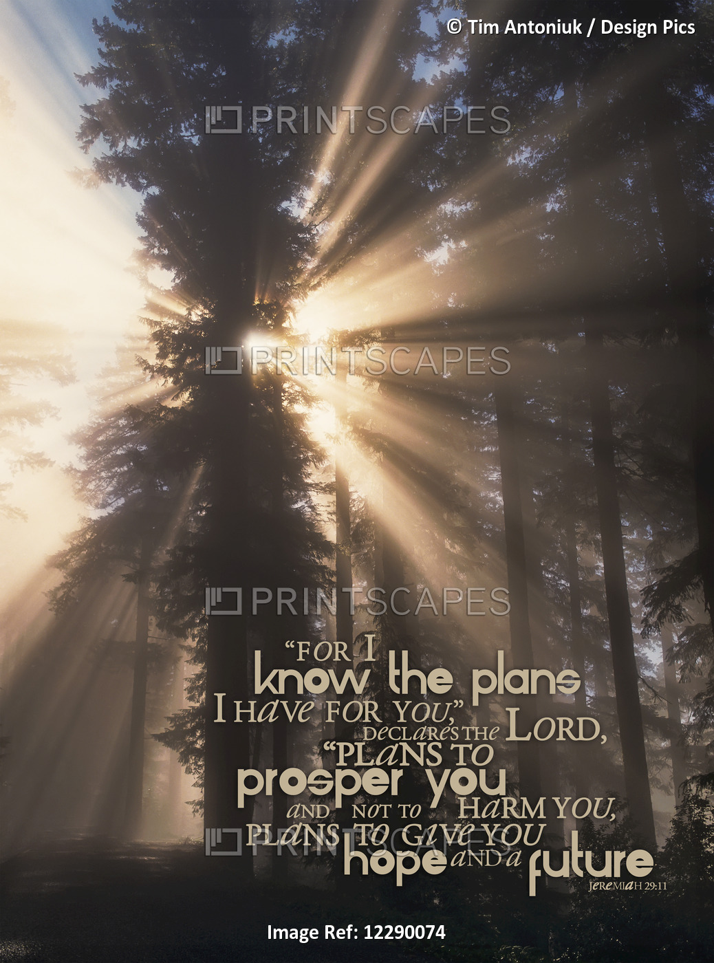Image Of Sunlight Streaming Through The Trees With A Scripture From Proverbs ...